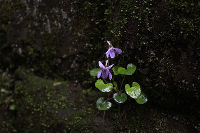 Close-up of purple flowering plant