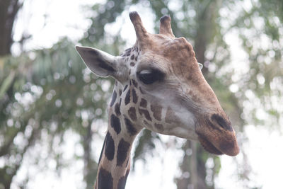 Close-up of a giraffe against blurred background