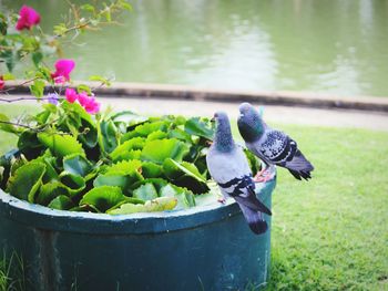 Pigeons perching on potted plant