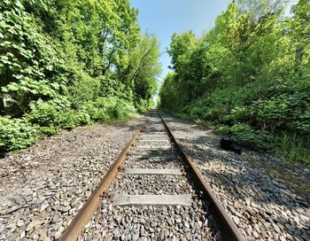 Railroad track amidst trees