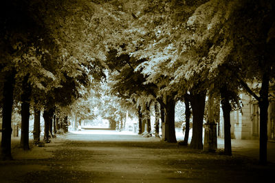 Trees in sunlight