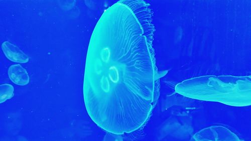 Close-up of jellyfish swimming in water