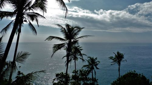 Palm trees on beach against sky