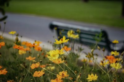 Close-up of yellow flowering plants on field