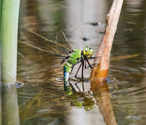 Close-up of dragonfly on plant