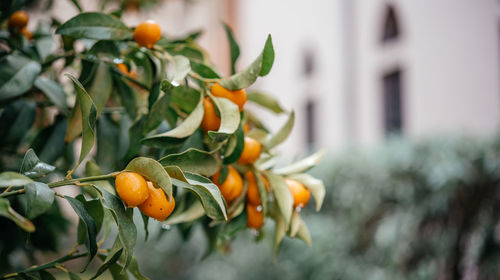 Close-up of fruits on tree