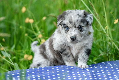 Close-up of dog