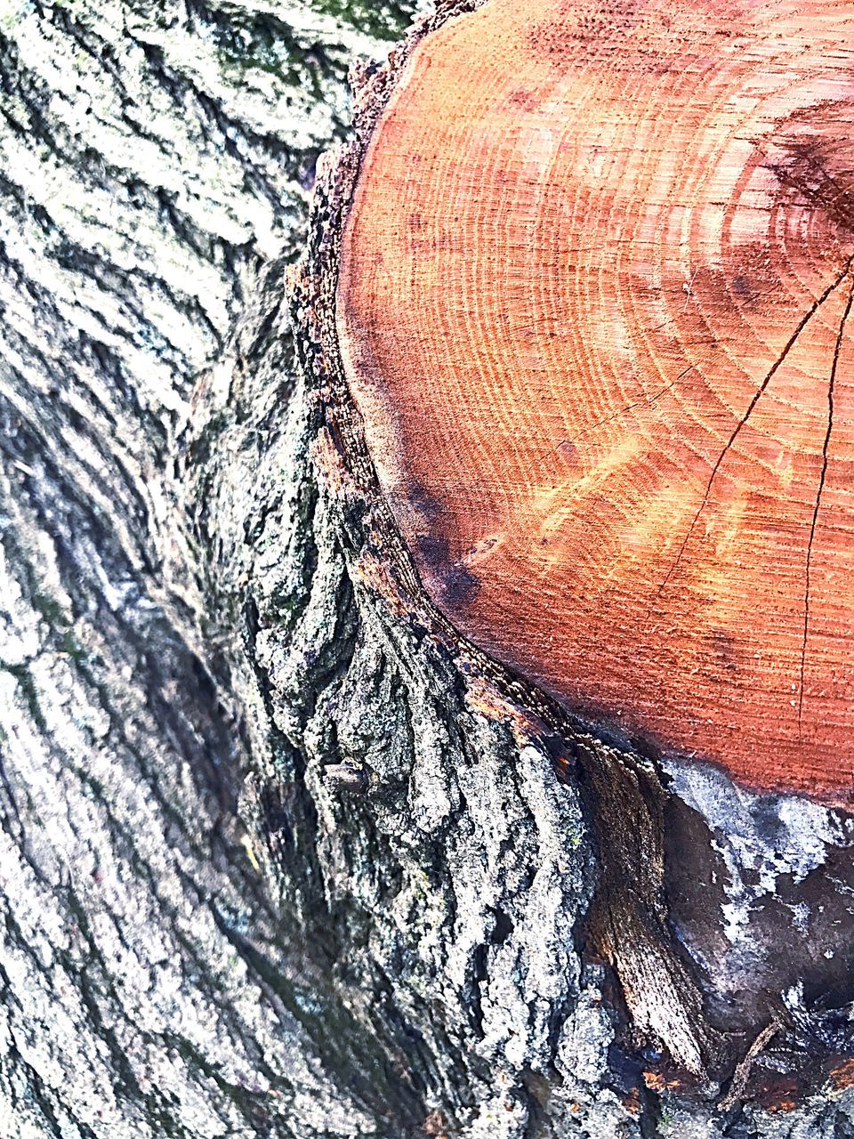 full frame, backgrounds, close-up, no people, day, nature, textured, outdoors