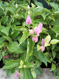 Close-up of flowers blooming outdoors