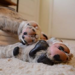 Close-up of dog sleeping on bed at home