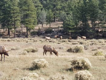 Horses grazing in a field