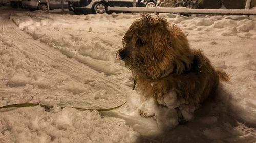 Dog at riverbank