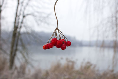 Close-up of red berries on tree during winter