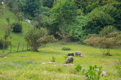 Sheep in a forest