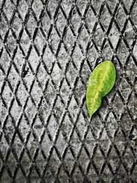 High angle view of green leaf on footpath