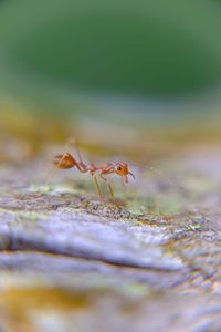 Close-up of ant on leaf