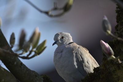 Close-up of dove perching on branch