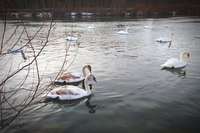 Swans swimming in lake