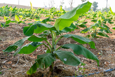 Close-up of crops growing on field