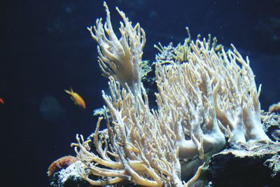 Close-up of fish swimming in sea