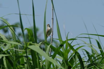 grass