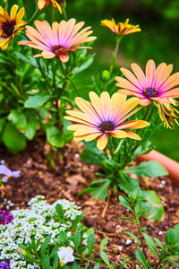 Close-up of purple flowers