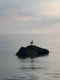 Bird in a sea