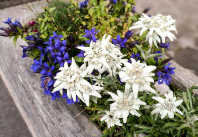 Close-up of purple flowers