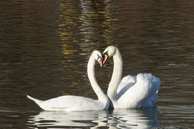 Swan swimming in lake