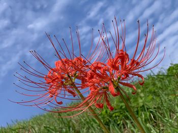 Close-up of red flowering plants on field against sky