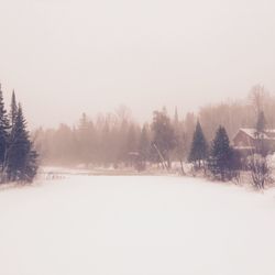 Bare trees on snow covered field