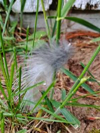 High angle view of feather on field