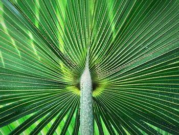 Full frame shot of palm leaf