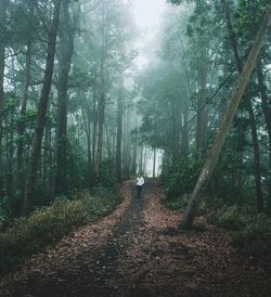 Man walking on footpath in forest