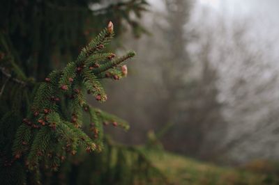 Close-up of pine tree