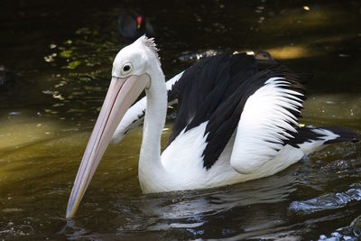 Close-up of swan swimming in lake