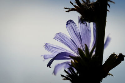 Close-up of purple flowering plant against sky