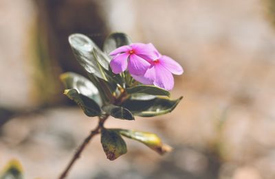 Close-up of flower blooming outdoors