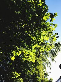 Low angle view of trees