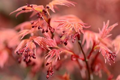 Close-up of pink flowering plant during autumn