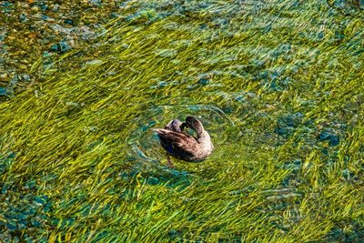 High angle view of duck swimming in lake