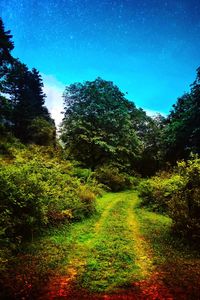 Trees growing in forest against blue sky