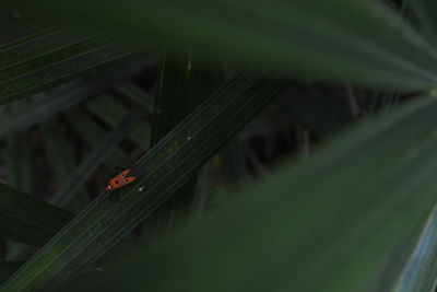 Close-up of ladybug on plant