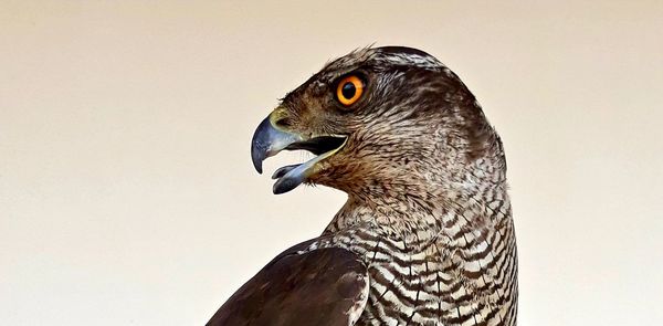Close-up of eagle against white background