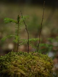 Close-up of plant growing on field