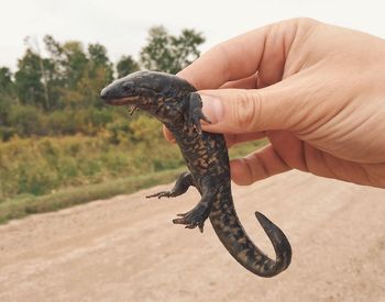 Cropped hand of person holding reptile