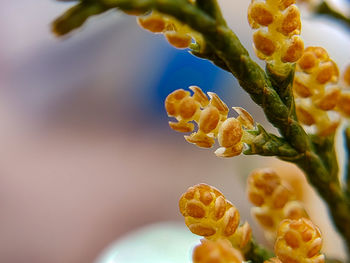 Close-up of yellow flowering plant