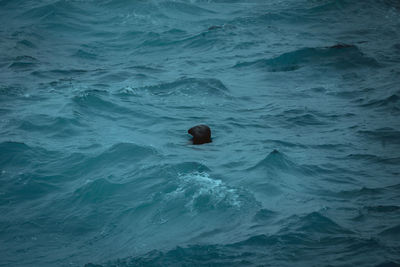 High angle view of swimming in sea