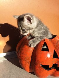 Close-up of kitten in jack o lantern