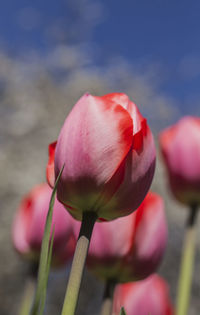 Close-up of pink tulip